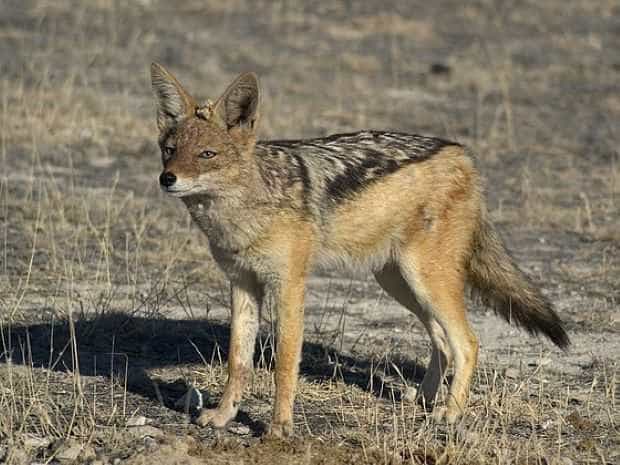 Adăpost de animale de la marginea Piteștiului, atacat de șacali