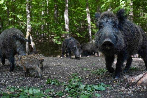 Peste 20 de fonduri de vânătoare din Argeș afectate de pesta porcină africană
