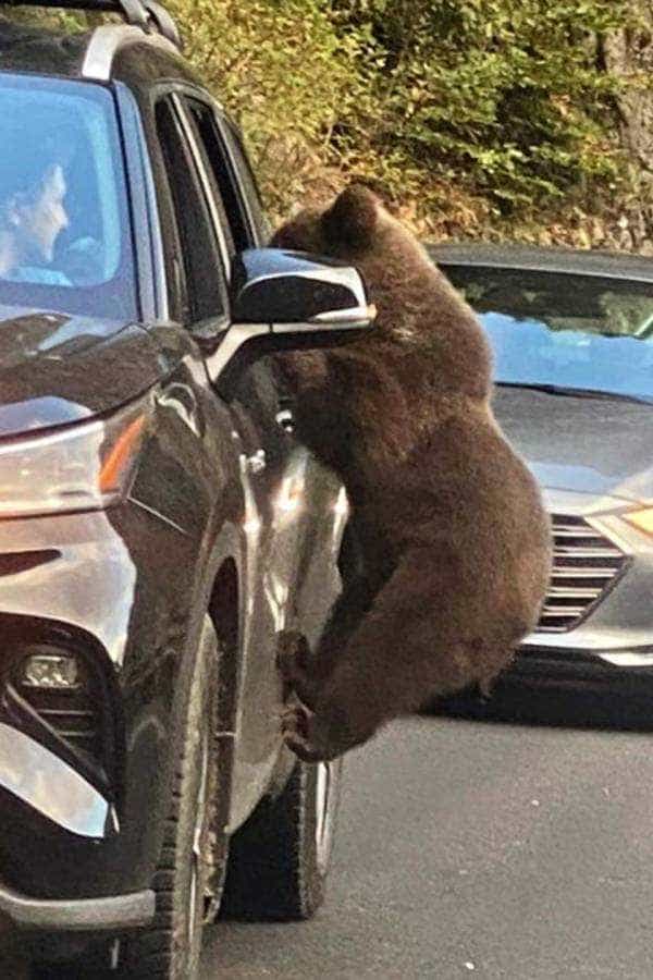 Sport extrem pe Transfăgărășan: să te fotografiezi cu urșii