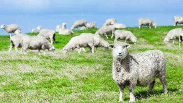 O turmă de oi a intrat într-o seră și a mâncat 300 de kilograme de canabis