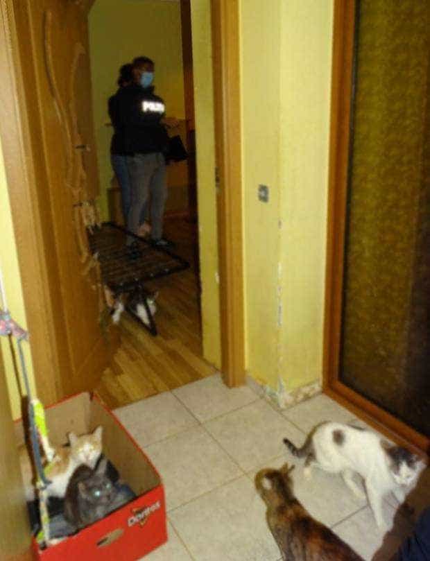 41 de pisici au fost salvate dintr-un apartament din Pitești. Proprietara are dosar penal