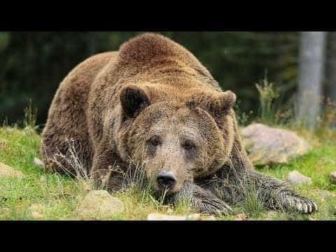 Bărbatul atacat de urs la Horezu, cunoscut pentru braconaj