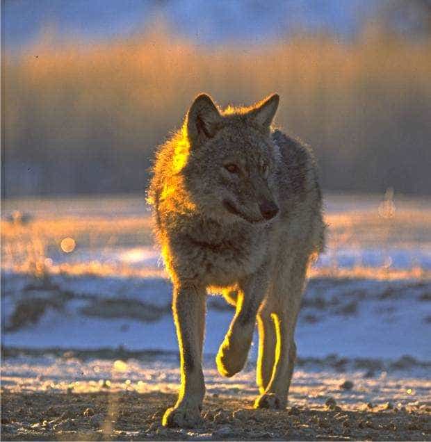 Șase haite de lupi din Făgăraș, monitorizate de experții ”Conservation Carpathia”