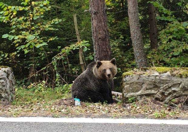 Șofer filmat în timp ce dădea noroc cu un urs, pe Transfăgărășan