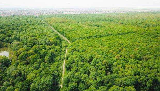 De ce la Piteşti nu se poate, domnilor Coteţ şi Mihăilescu? Ultima oră! La Timişoara, Pădurea Verde se transformă în pădure-parc: nu se va betona sau asfalta niciun metru pătrat – lucrările vor fi minim invazive