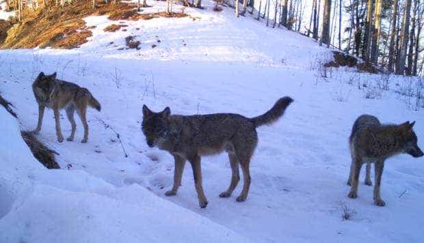 În căutarea haitelor de lupi din nord-estul Argeşului şi pericolul reprezentat de câini