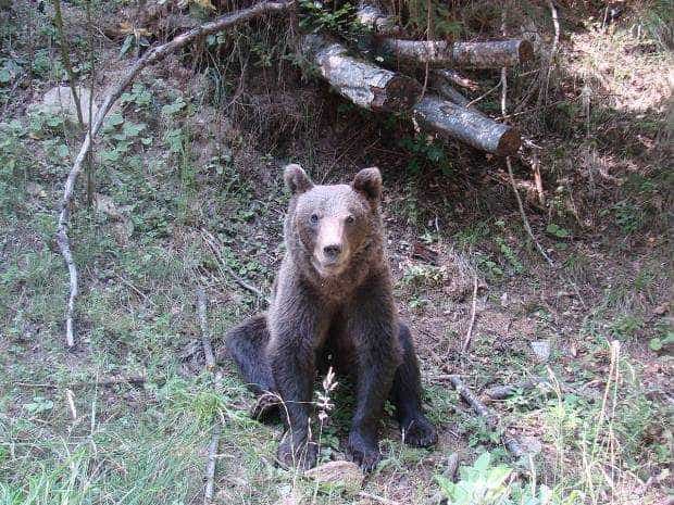 Alertă de urs la Valea Danului