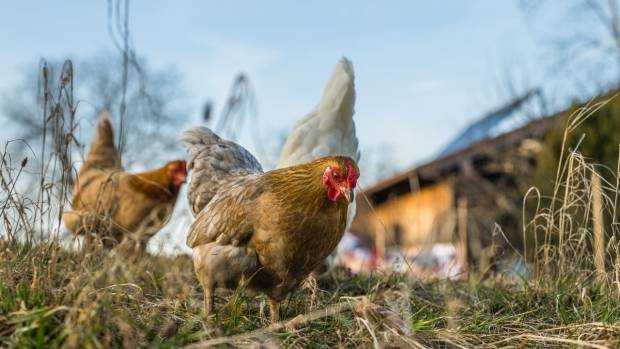Gripa aviară lovește Germania: păsări sacrificate în zeci de ferme