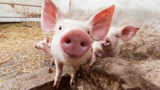 Alertă alimentară: carne de porc infestată cu pestă porcină