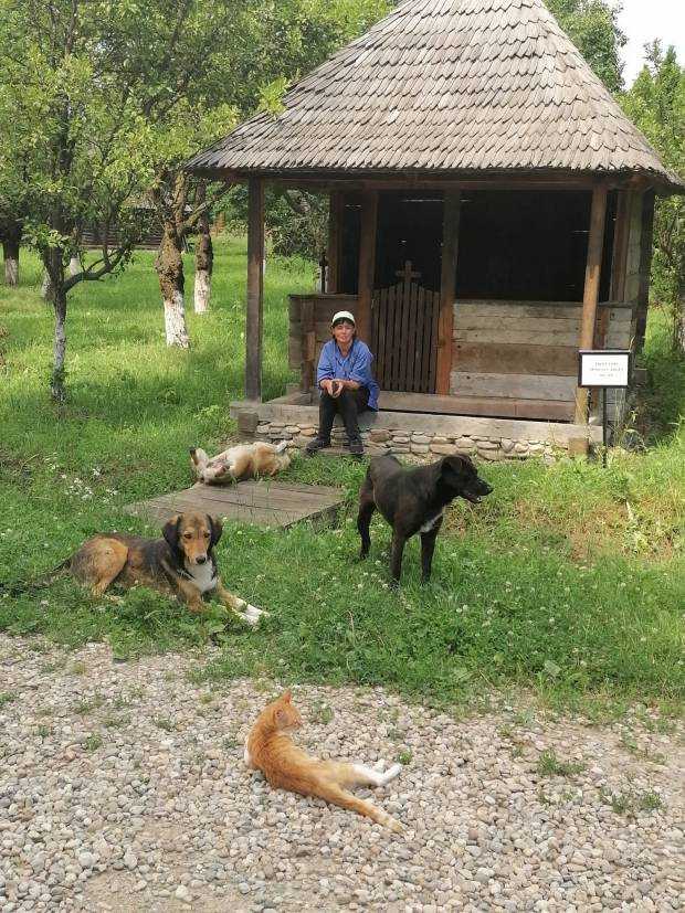 Peste 30 de pisicuțe și 10 câini, care și-au găsit adăpost la Muzeul Golești, au nevoie de ajutor pentru hrană