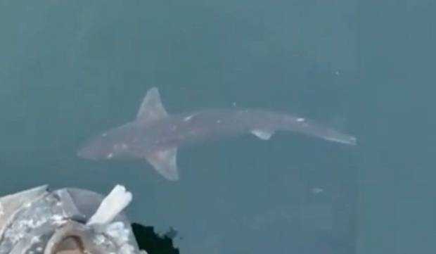 Un rechin, filmat aproape de suprafața apei, în Portul Constanța