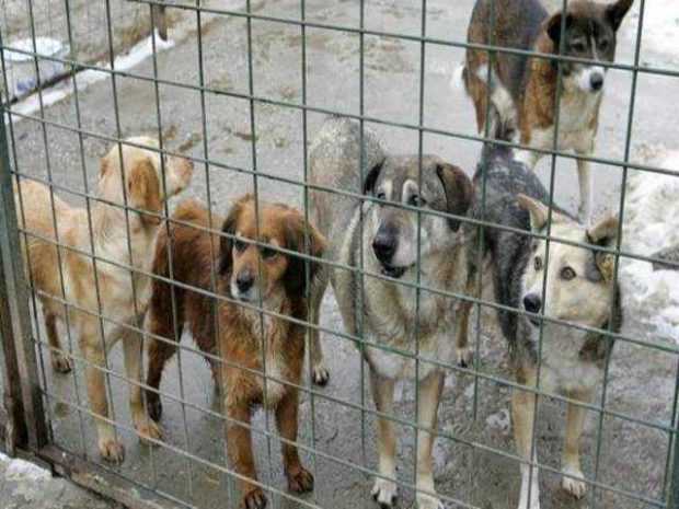 Argeș. Amendați la târg pentru vânzare ilegală de câini