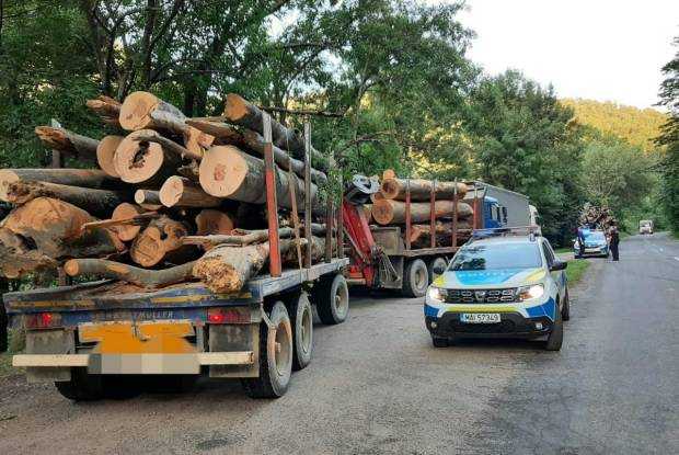 Argeș. Cât lemn s-a furat în 2023! Raportul Poliției