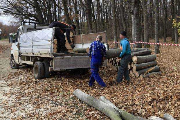 Continuă jaful în pădurile Argeșului! 100 mc de lemn, confiscați la ultimele controale