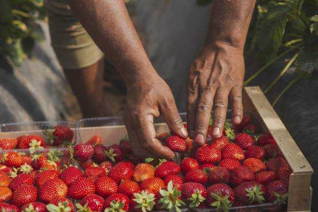 Căpșune din Grecia retrase de pe piață de inspectorii sanitari veterinari români, din cauză că au fost depistate cu un pesticid neaprobat