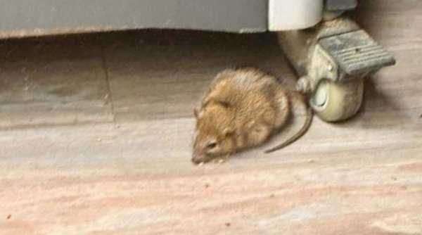 Un şobolan a încercat să muște un trecător, apoi a fugit printre maşini şi oameni, în zona Obor din București