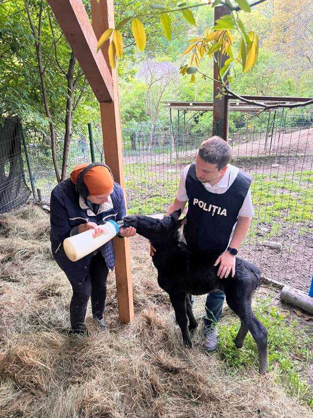 A murit mânzul abandonat în Băiculești și găsit de polițiști