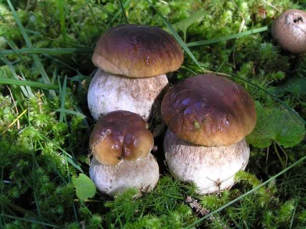 Val de intoxicații cu ciuperci otrăvitoare