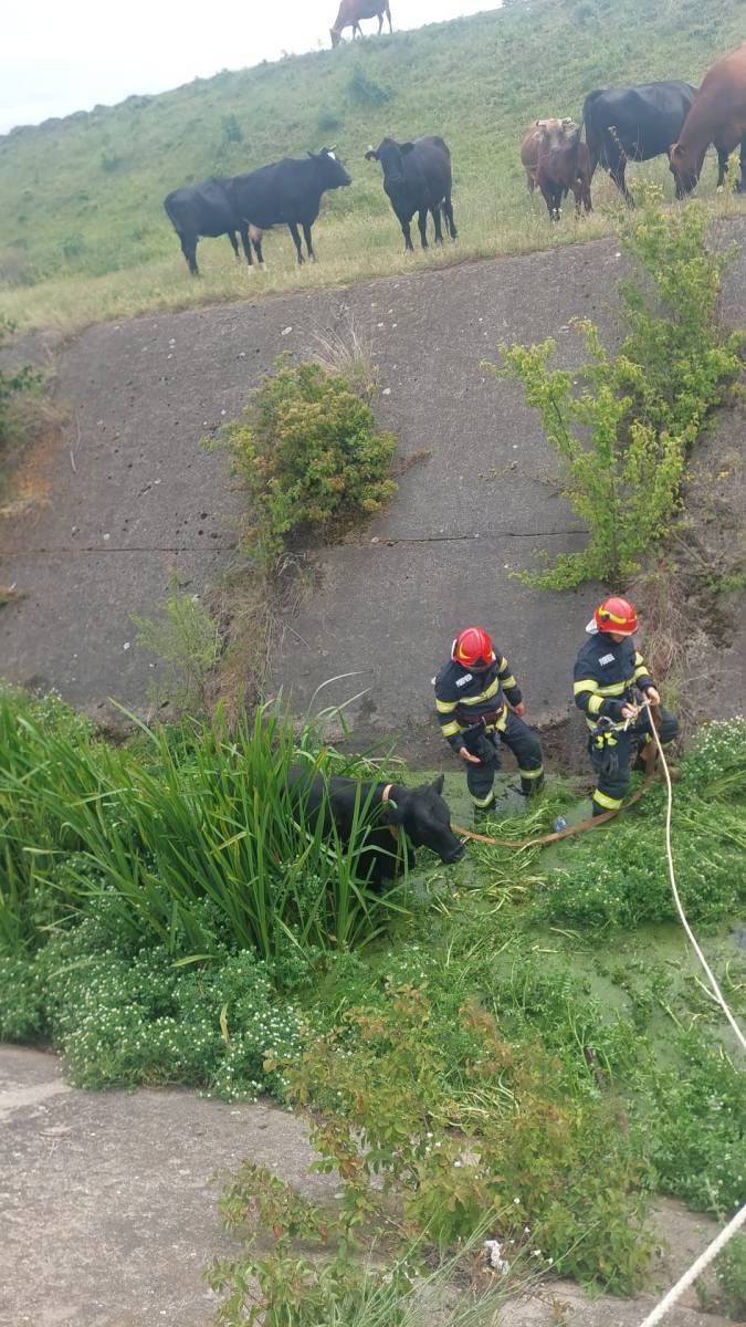 Intervenție în Ștefănești. Bovină salvată de pompieri