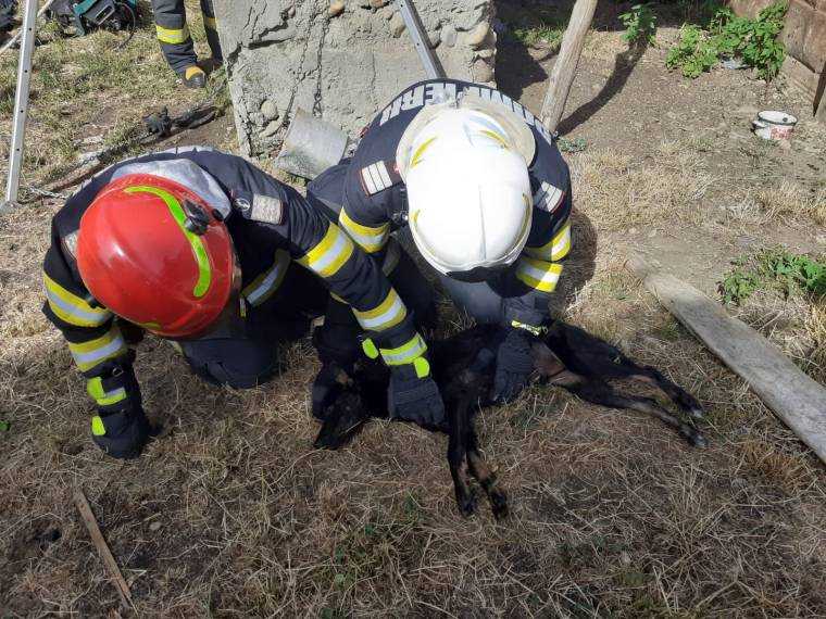Argeș. Pompierii au salvat un cățel căzut în fântână