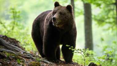 Ursul care a ucis o tânără în Bucegi a fost împușcat