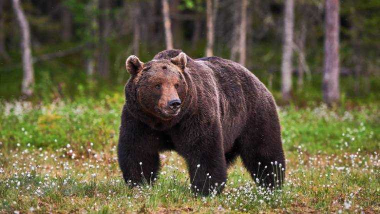 Bărban atacat de urs în județul Argeș