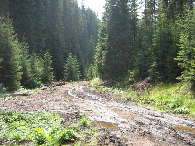 Un drum forestier s-a surpat în Argeș, mașini avariate și zeci de copaci prăbușiți în urma furtunilor de duminică