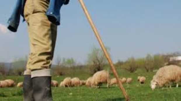 Cioban arestat după ce a violat o minoră de 12 ani