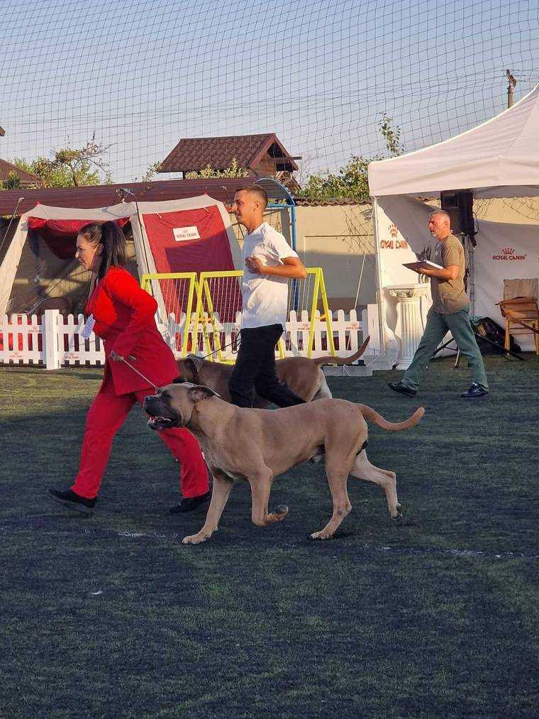 Peste 200 câini de rasă au defilat la Bradu în cadrul MOONLIGHT DOG SHOW