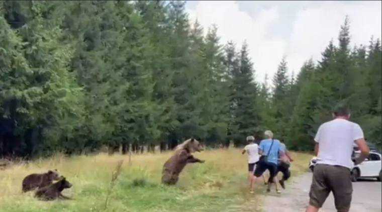 Și-au riscat viața pentru un selfie cu ursoaica și puii ei