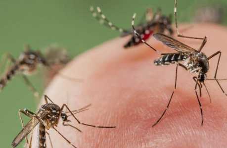 Șapte cazuri confirmate cu virusul West Nile în România