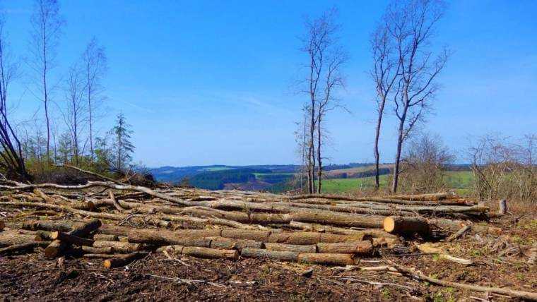 11 milioane de arbori tăiați oficial în zece ani. Se adaugă cei furați