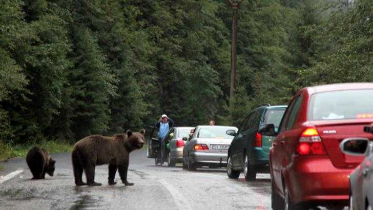 Minor atacat de urs pe Transfăgărășan