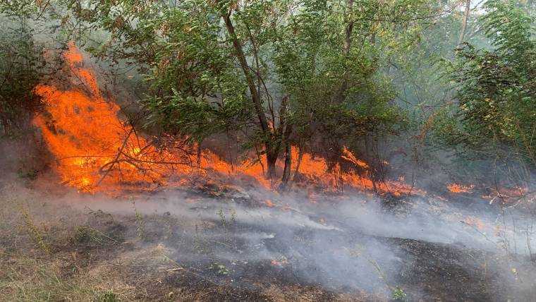 Au ars hectare întregi în Argeș