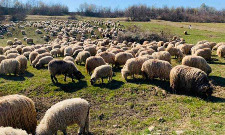 Focar de variolă ovină și caprină la granița cu Bulgaria. Măsuri de urgență impuse de ANSVSA