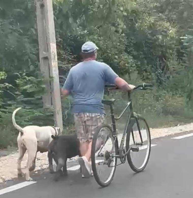 VIDEO. Și-a plimbat câinii fără botniță în Ștefănești. Amendă usturătoare