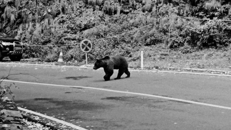 Incident pe Transfăgărășan. A vrut să facă poze cu ursul care urma să fie mutat. Avea copilul în brațe