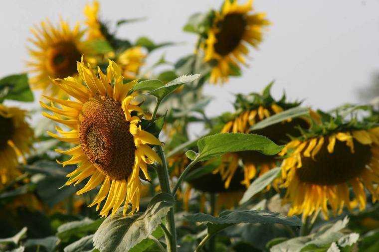 Predicţie dezastruoasă pentru recolta de floarea soarelui din România, cea mai mică din ultimii 15 ani