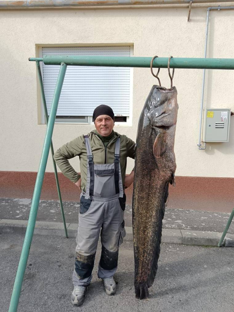 Somn gigantic, de peste 50 de kilograme, prins de un pescar  din Timiș