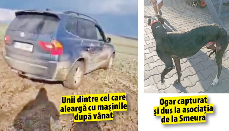 Braconierii fac prăpăd în sudul judeţului! Au ogari antrenaţi, maşini de teren neînmatriculate şi camere de termoviziune