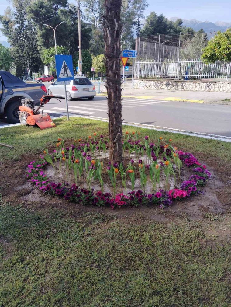 Lalelele Piteștiului au fost plantate și în Sparta