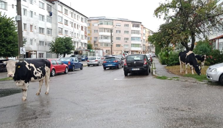 Taxa de gloabă, nemajorată la Câmpulung