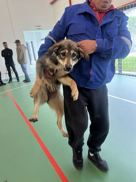 Campanie de sterilizare a animalelor derulată cu succes la Budeasa