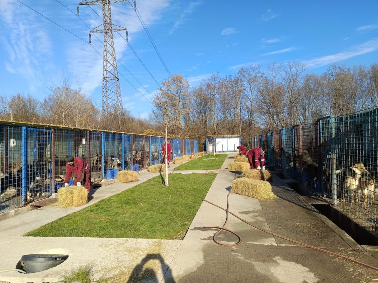 Posturi libere la Adăpostul de câini fără stăpân din Mioveni