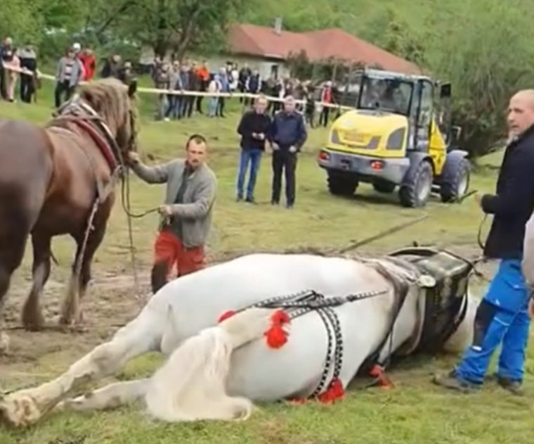 Anchetă penală după moartea calului Falko la concursul de tras bușteni: Ce acuzații aduc procurorii