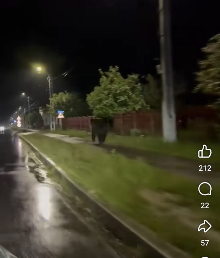 VIDEO. Urs filmat în Lerești în timp ce alerga pe străzi