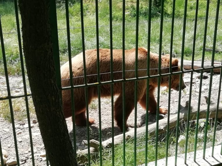 Zoo Pitești – deschisă și de Rusalii. Cât costă biletul