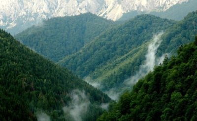 Fundatia Conservation Carpathia