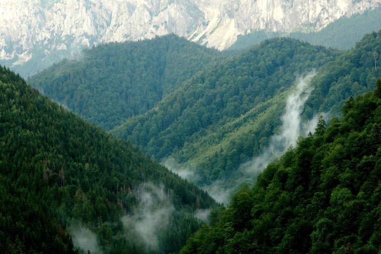 Fundația Conservation Carpathia dezminte informațiile prin care este asociată cu dezastrul de la Praid