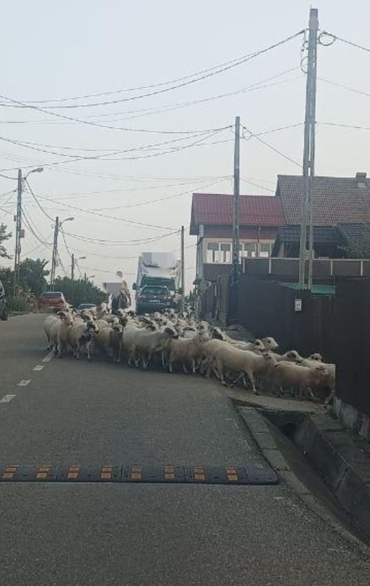 Turmă de oi pe un drum din Pitești. Ce amendă a primit proprietarul